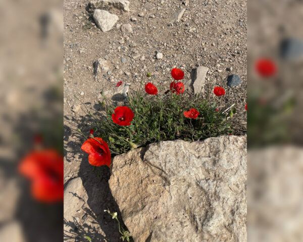 2-в-1-Памуккале-и-древний-Иераполис-7